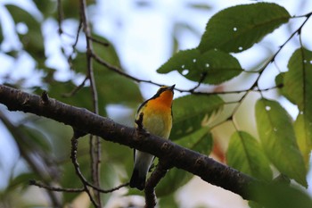 キビタキ 北海道 函館市 見晴公園 2018年9月23日(日)