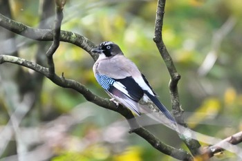 カケス 伊香保森林公園 2023年10月14日(土)