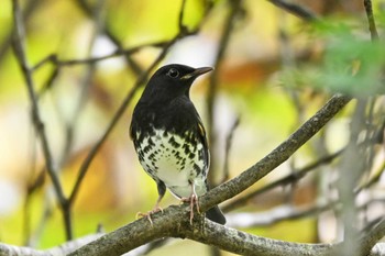 クロツグミ 伊香保森林公園 2023年10月14日(土)