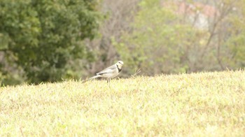 ハクセキレイ 馬見丘陵公園 2023年10月14日(土)