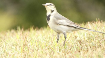 2023年10月14日(土) 馬見丘陵公園の野鳥観察記録