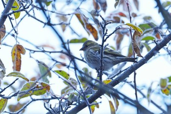 2023年10月14日(土) 戦場ヶ原の野鳥観察記録