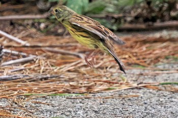 Masked Bunting Hegura Island Mon, 10/2/2023