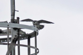 Peregrine Falcon Hegura Island Mon, 10/2/2023