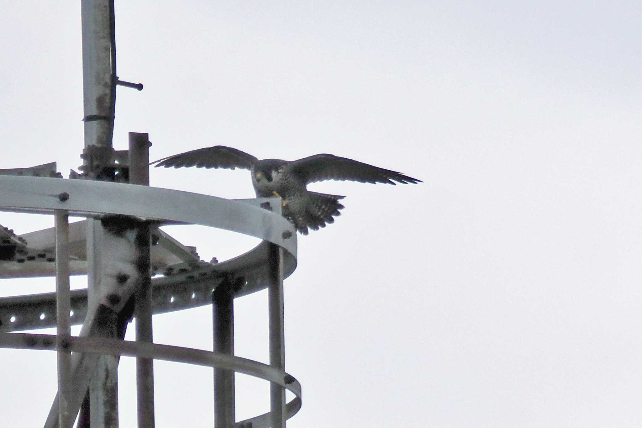 Photo of Peregrine Falcon at Hegura Island by 藤原奏冥