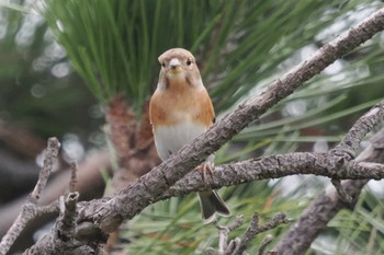 Brambling Hegura Island Mon, 10/2/2023