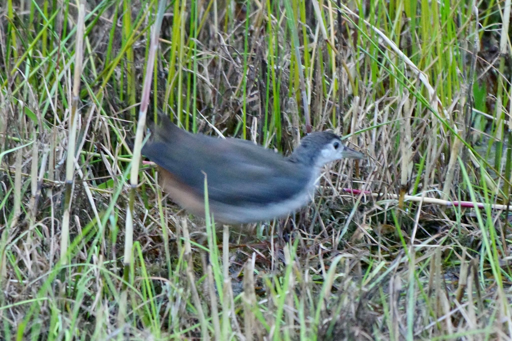 Photo of White-breasted Waterhen at 山梨県 富士山麓 by 關本 英樹