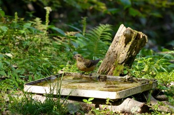 Sat, 10/14/2023 Birding report at 山梨県 富士山麓