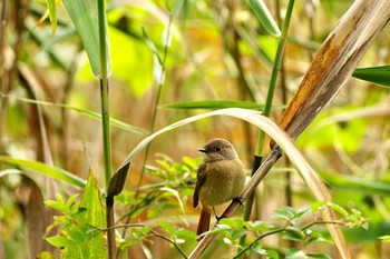 2023年10月14日(土) 河口湖の野鳥観察記録