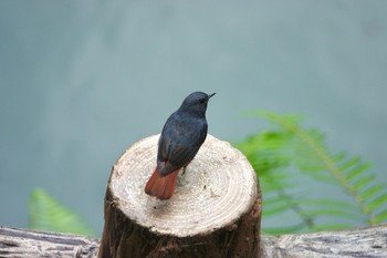 Plumbeous Water Redstart 烏来(台湾) Wed, 5/17/2023