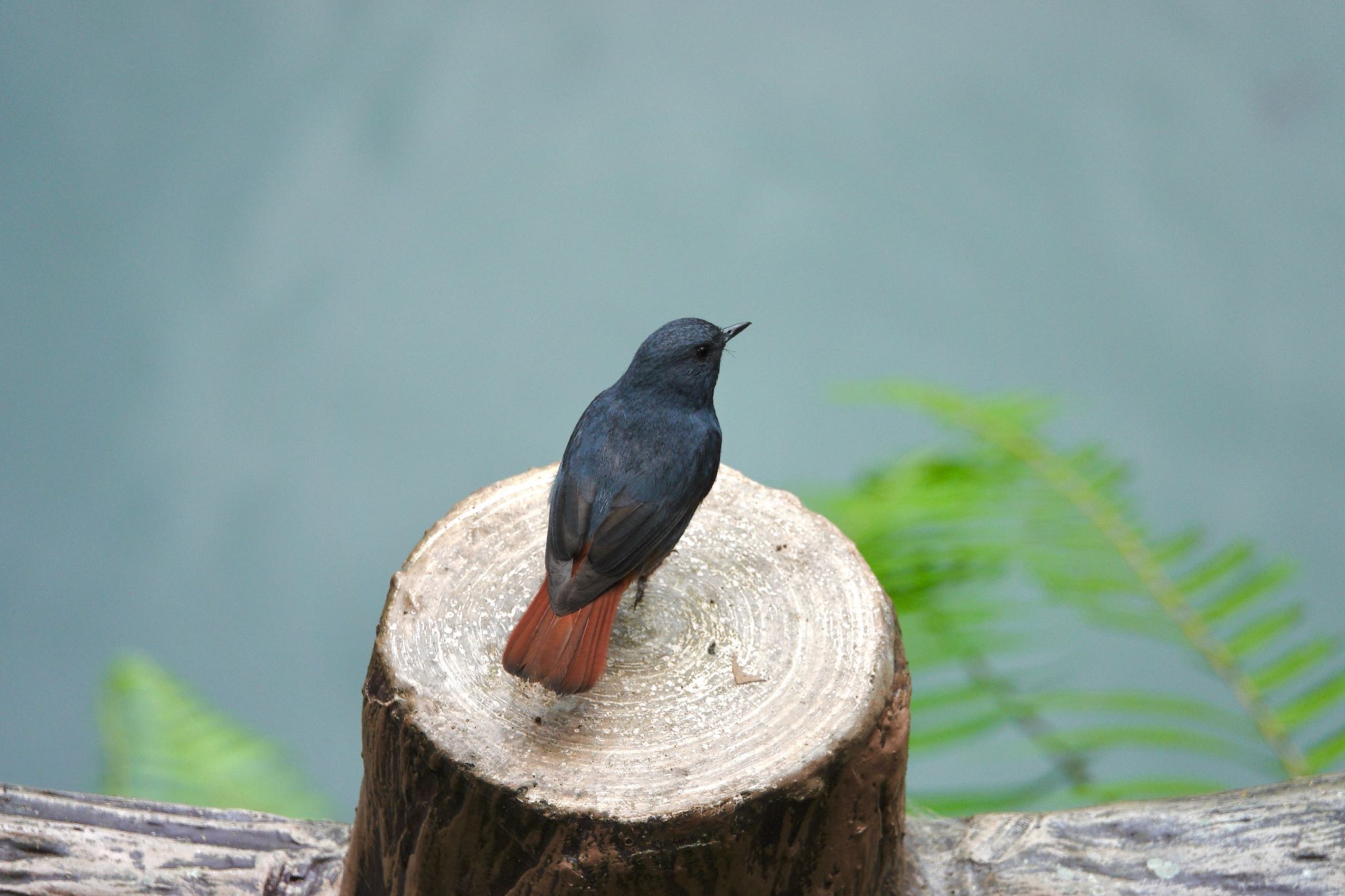 Plumbeous Water Redstart