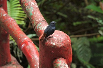 Plumbeous Water Redstart 烏来(台湾) Wed, 5/17/2023