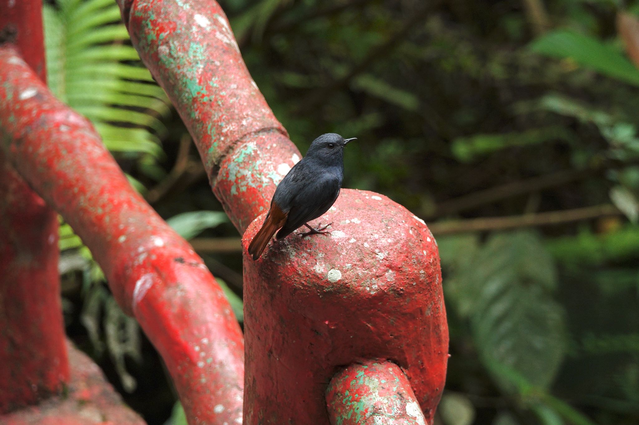 Plumbeous Water Redstart