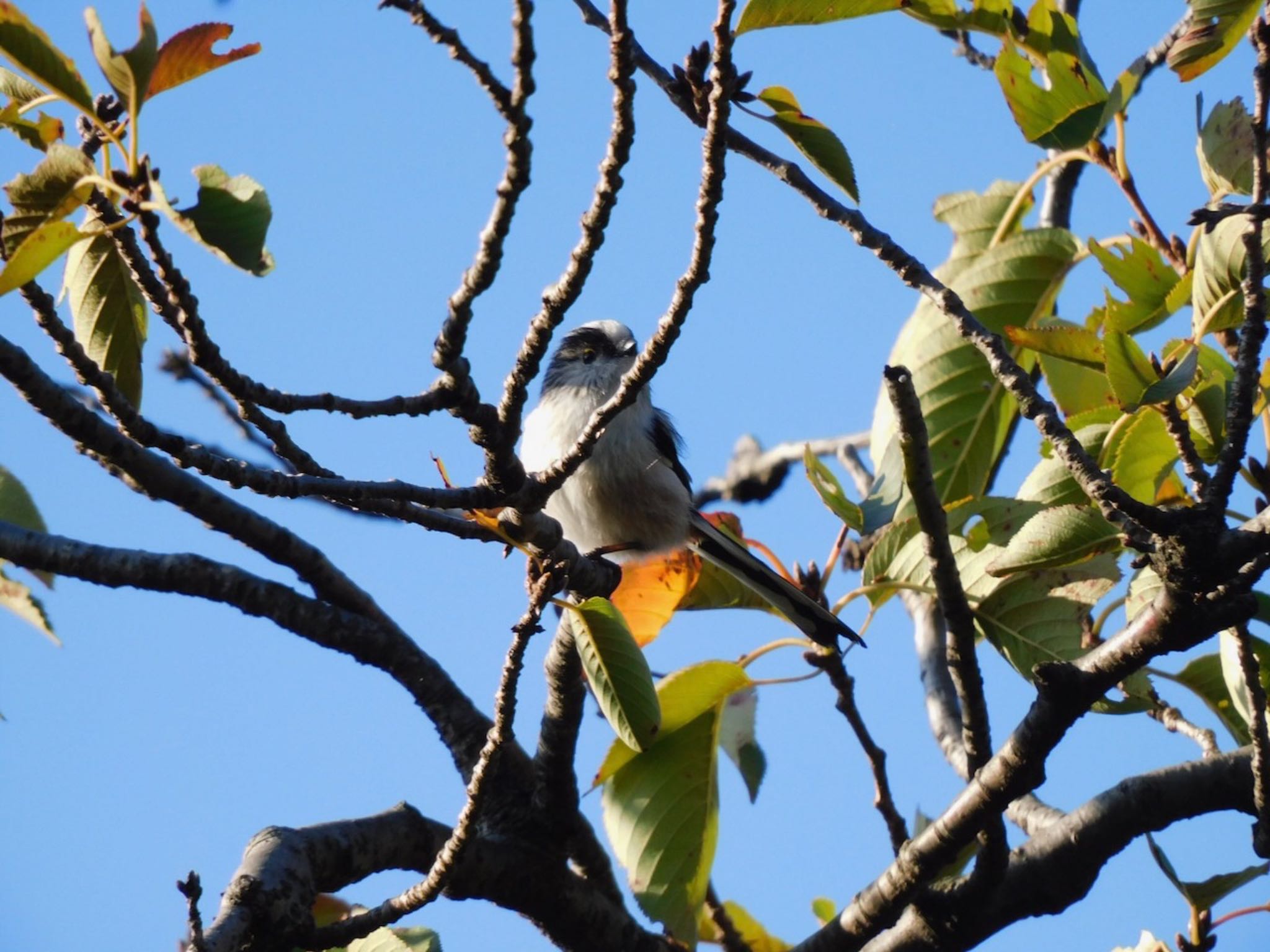 東高根森林公園 エナガの写真