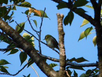 Warbling White-eye Higashitakane Forest park Sat, 10/14/2023