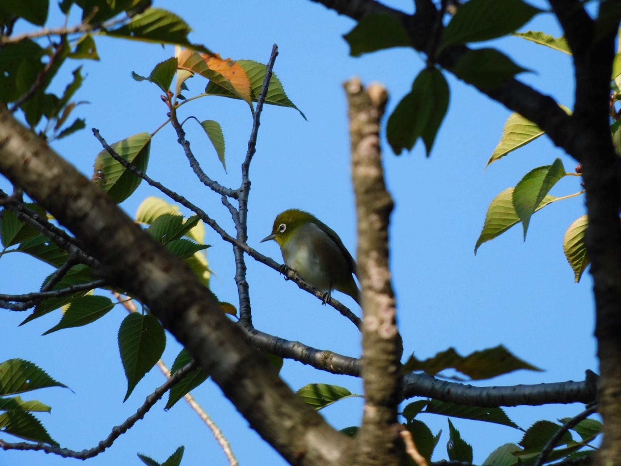 Photo of Warbling White-eye at Higashitakane Forest park by 杜鵑