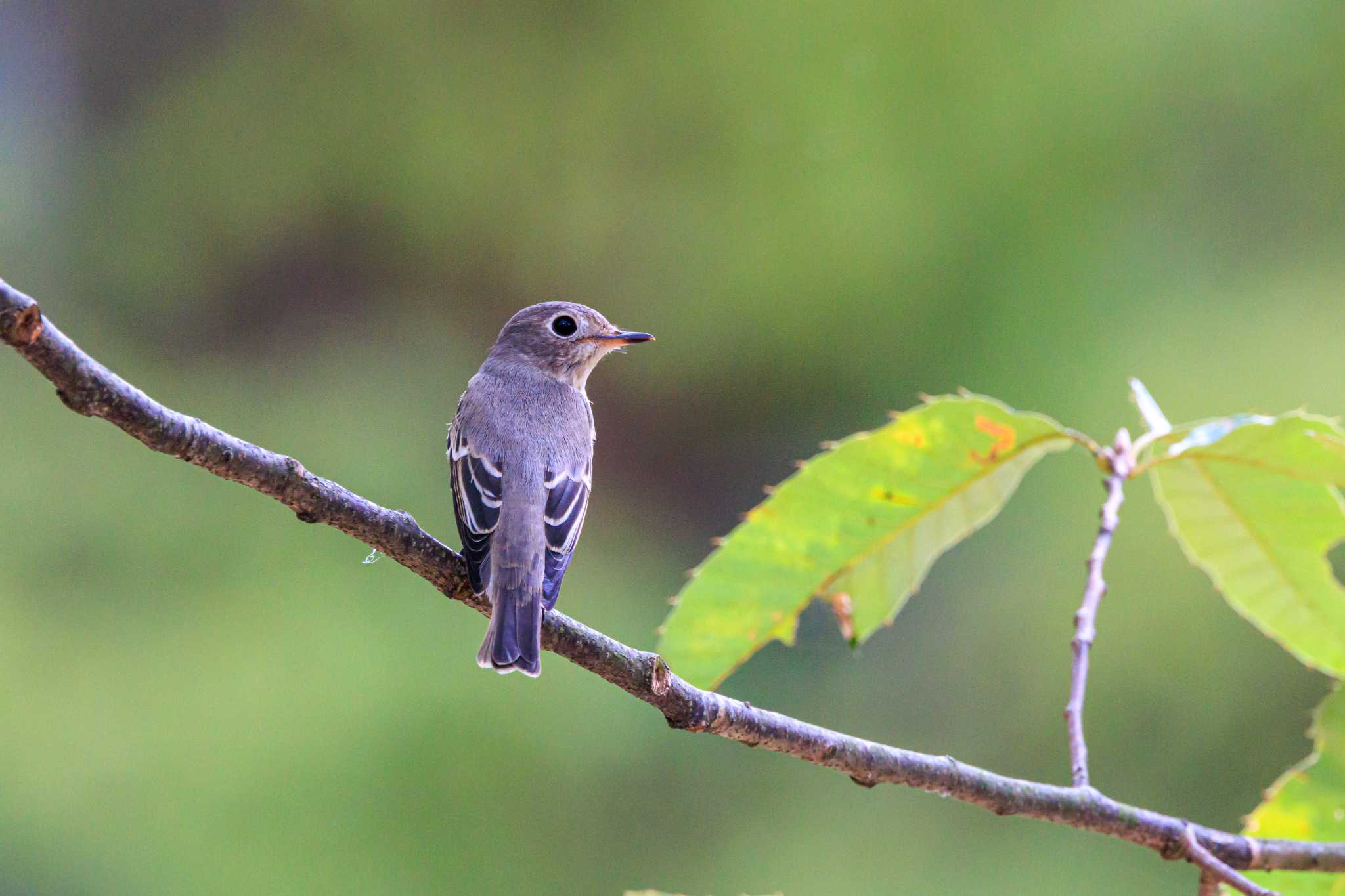 Photo of Asian Brown Flycatcher at 石ケ谷公園 by ときのたまお