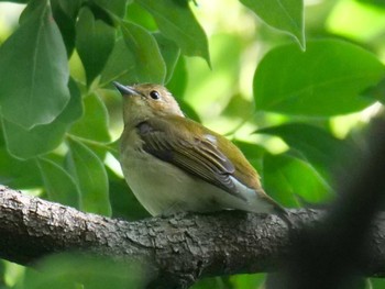 Narcissus Flycatcher Mizumoto Park Fri, 10/13/2023