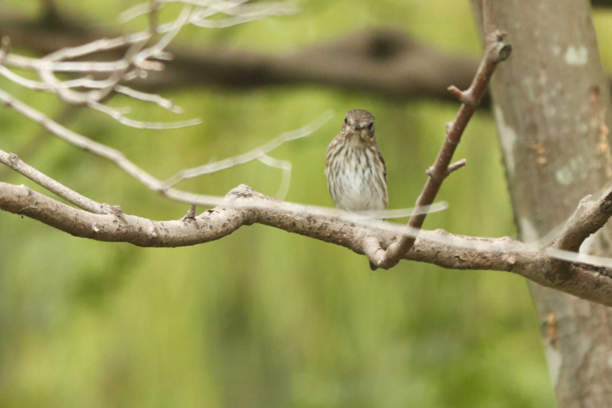 Grey-streaked Flycatcher