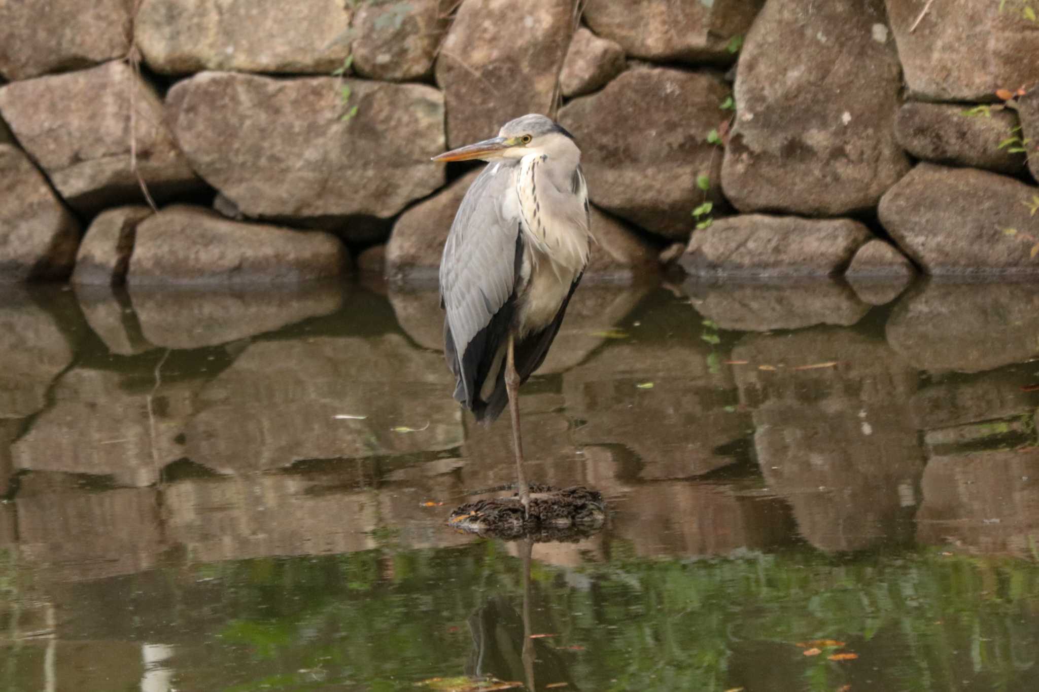 Grey Heron