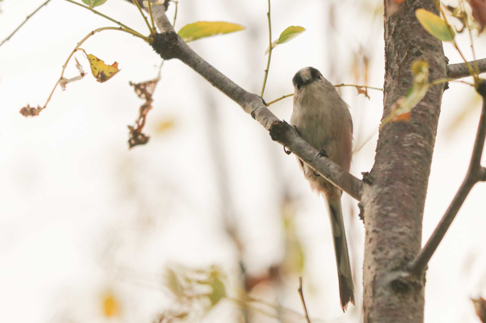 Long-tailed Tit