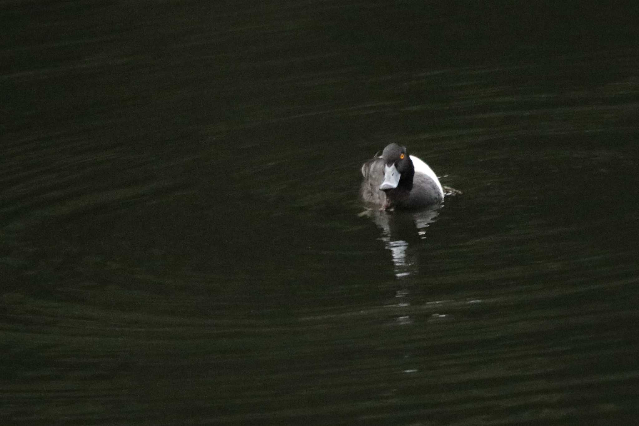 Tufted Duck