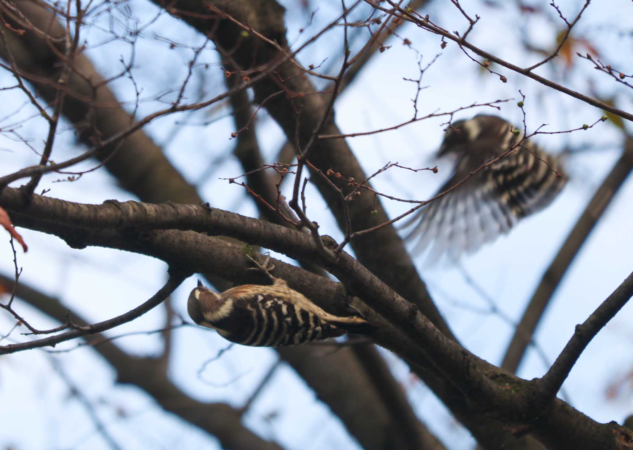 Japanese Pygmy Woodpecker