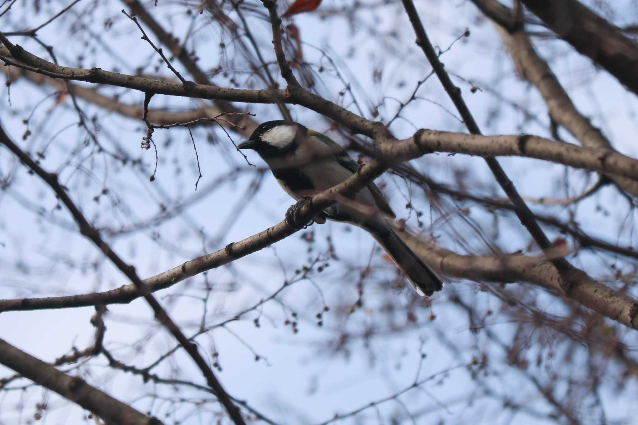 Japanese Tit