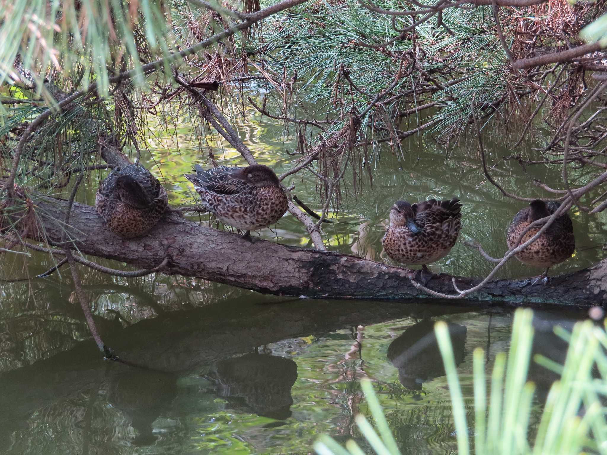 大池親水公園 コガモの写真