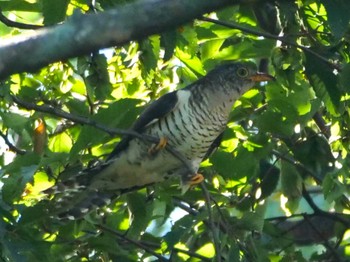 Lesser Cuckoo Mizumoto Park Fri, 10/6/2023