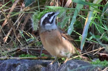 2023年10月15日(日) 松尾寺公園の野鳥観察記録