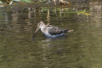 タシギ 東京港野鳥公園 2023年10月13日(金)