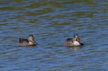 ハシビロガモ 東京港野鳥公園 2023年10月13日(金)