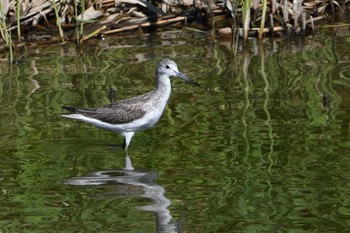 アオアシシギ 東京港野鳥公園 2023年10月13日(金)