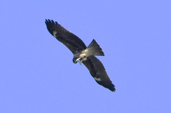 トビ 東京港野鳥公園 2023年10月13日(金)