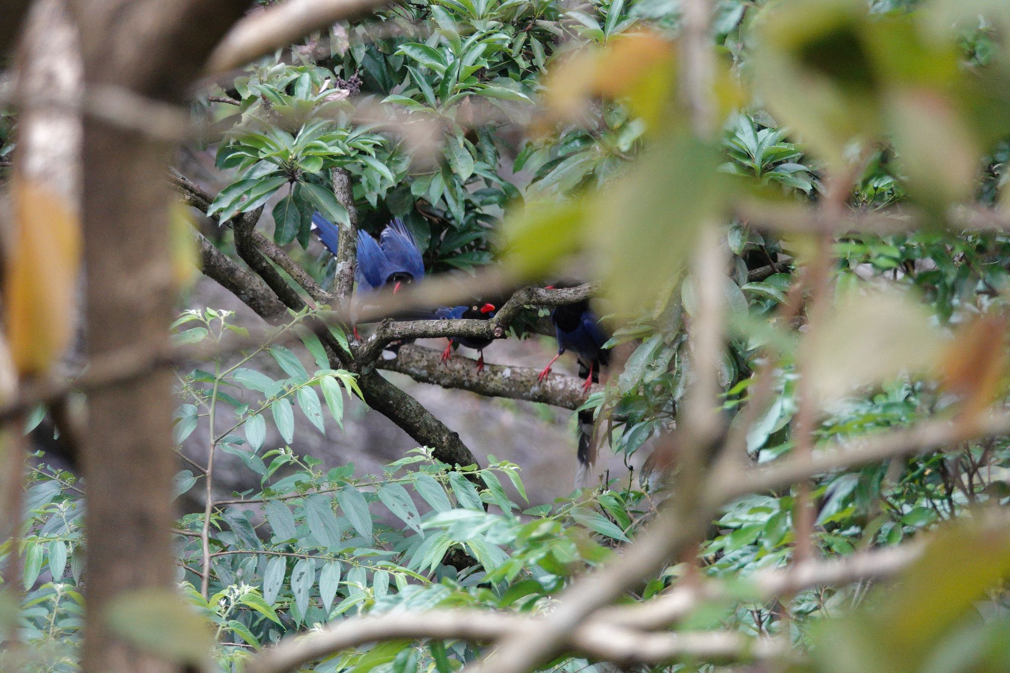 Photo of Taiwan Blue Magpie at 烏来(台湾) by のどか