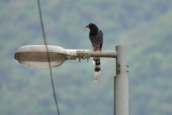 Taiwan Blue Magpie 烏来(台湾) Wed, 5/17/2023