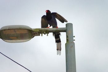 Taiwan Blue Magpie 烏来(台湾) Wed, 5/17/2023