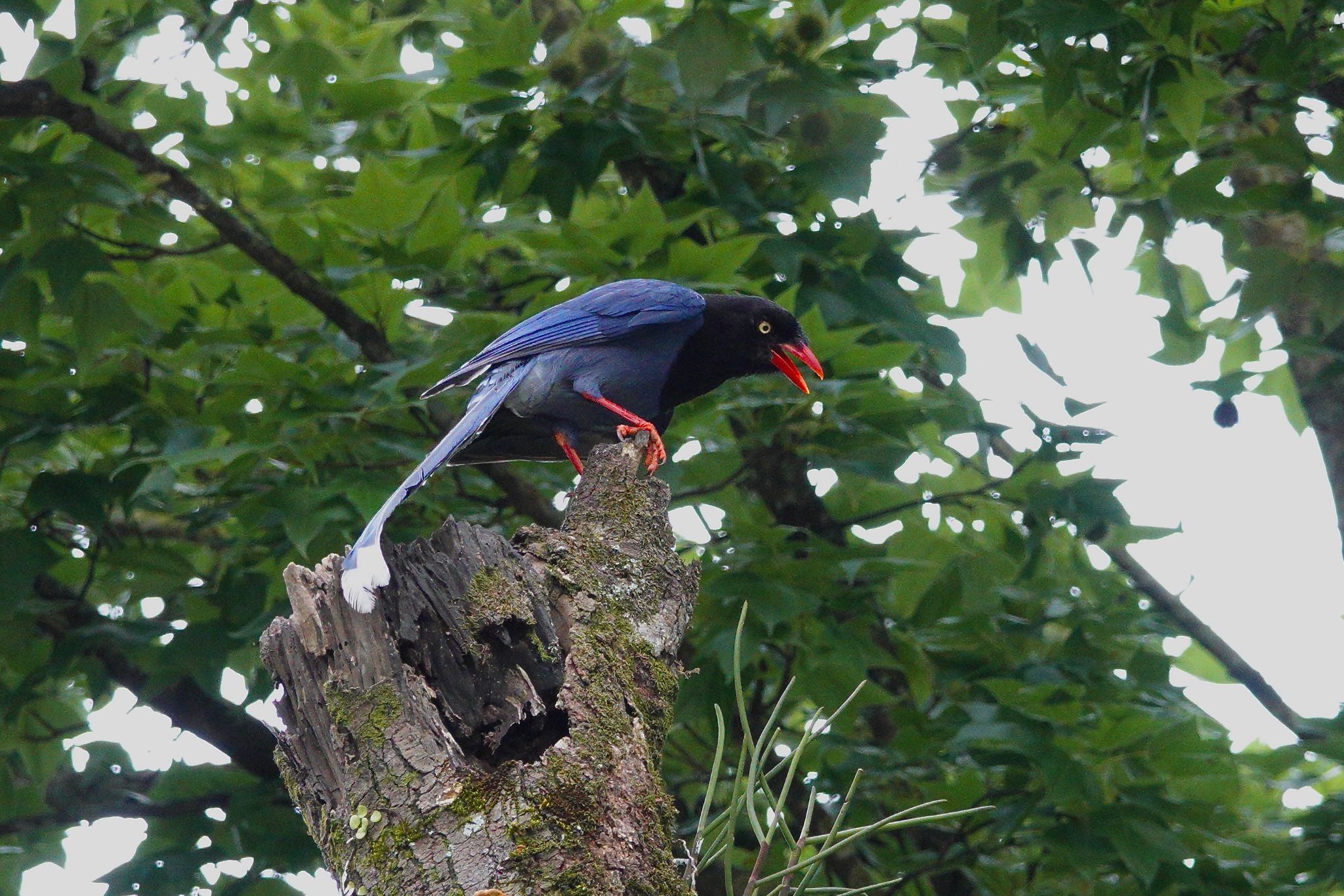 Photo of Taiwan Blue Magpie at 烏来(台湾) by のどか