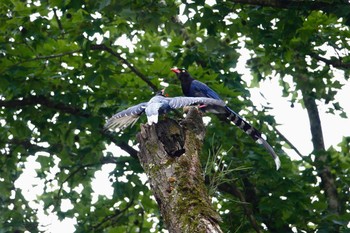 Taiwan Blue Magpie 烏来(台湾) Wed, 5/17/2023