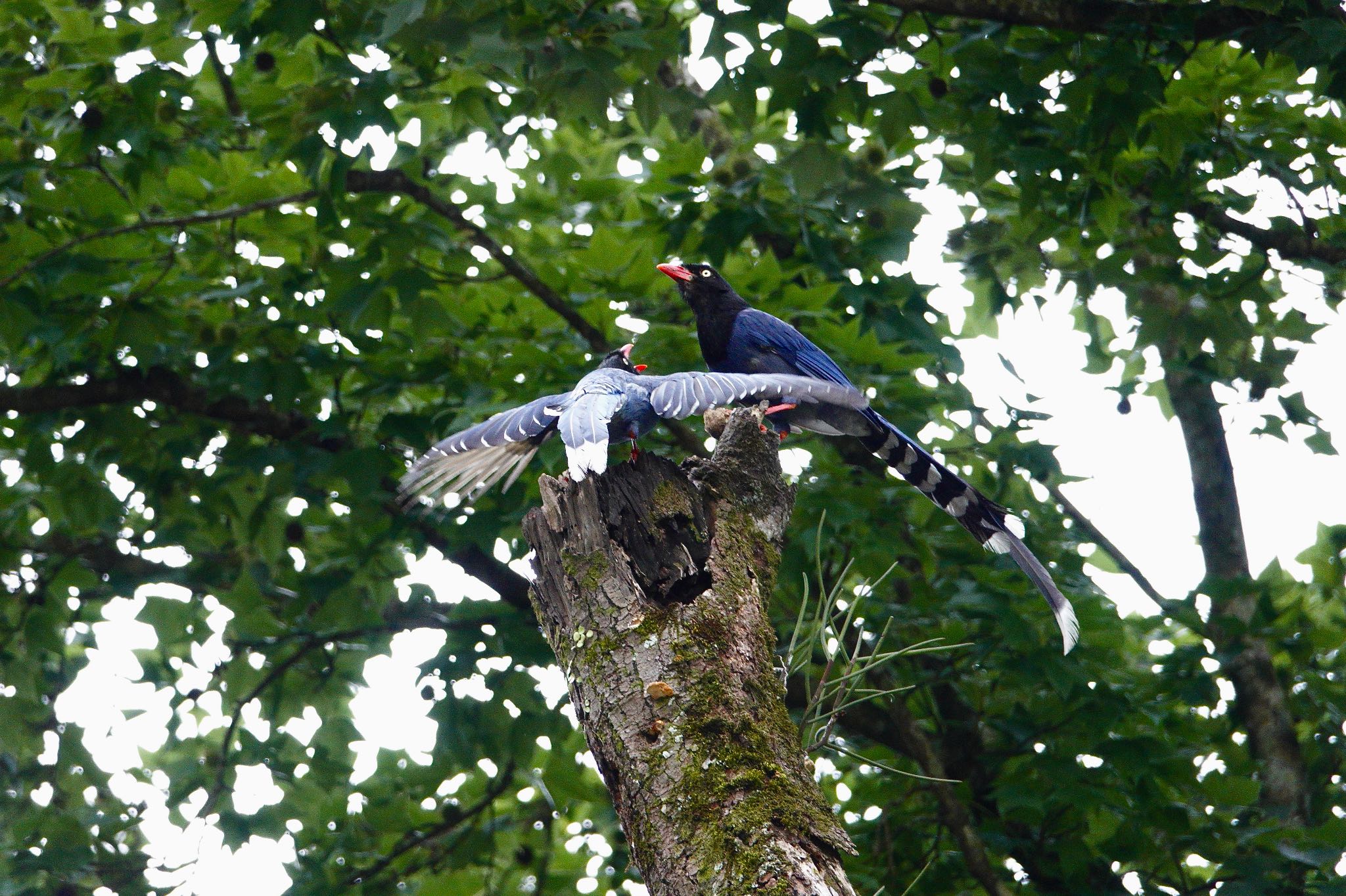 Photo of Taiwan Blue Magpie at 烏来(台湾) by のどか