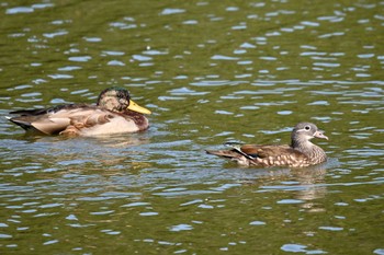 Mandarin Duck 八丁湖 Thu, 10/12/2023