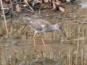 Common Redshank 大阪府大阪市 Sun, 9/23/2018