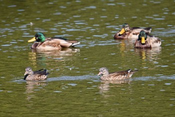 Mandarin Duck 八丁湖 Thu, 10/12/2023