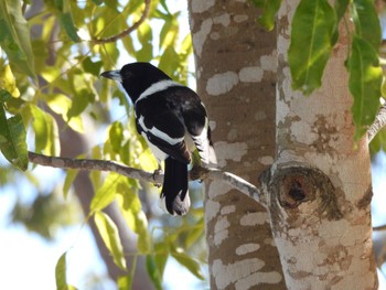 Australian Magpie オーストラリア Sat, 8/12/2023