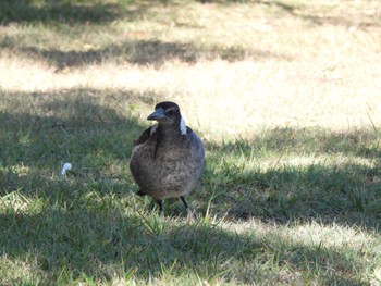 Australian Magpie オーストラリア Sat, 8/12/2023