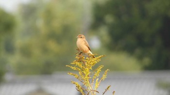 Sun, 10/15/2023 Birding report at 奈良市水上池