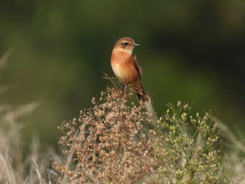 Amur Stonechat 岡山旭川 Sun, 10/15/2023