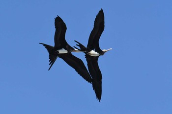 Great Frigatebird 千葉県九十九里町 Sun, 9/23/2018