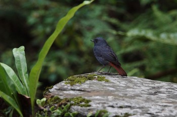 Plumbeous Water Redstart 烏来(台湾) Wed, 5/17/2023